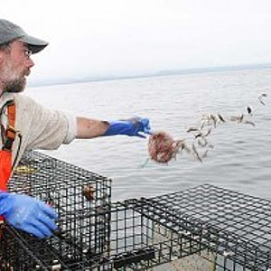 2beb457bfafc0949-PINGREE