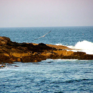 688fcb7a1a73a5b0-fsea