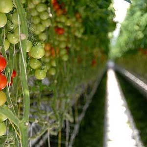 6fb98c642be5e3b2-TOMATOES