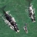whales